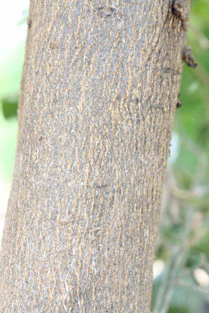            Bark (Riverside, CA)   